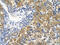 Platelet glycoprotein 4 antibody, ARP48129_P050, Aviva Systems Biology, Immunohistochemistry frozen image 