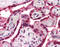Solute Carrier Family 29 Member 1 (Augustine Blood Group) antibody, TA341239, Origene, Immunohistochemistry frozen image 
