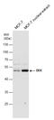 DEK Proto-Oncogene antibody, GTX130963, GeneTex, Western Blot image 