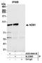 Nucleolar Protein With MIF4G Domain 1 antibody, A305-844A-M, Bethyl Labs, Immunoprecipitation image 