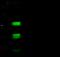 Nuclear Receptor Subfamily 3 Group C Member 2 antibody, 101692-T38, Sino Biological, Western Blot image 