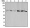 Cyclin A1 antibody, orb214842, Biorbyt, Western Blot image 