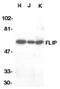 CASP8 and FADD-like apoptosis regulator antibody, SP1170P, Origene, Western Blot image 