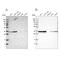 PPA1 antibody, PA5-54146, Invitrogen Antibodies, Western Blot image 
