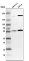 RANBP2-Type And C3HC4-Type Zinc Finger Containing 1 antibody, HPA024185, Atlas Antibodies, Western Blot image 