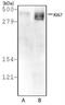 KI-67 antibody, NB500-170DL594, Novus Biologicals, Western Blot image 