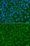 SSX Family Member 5 antibody, PA5-76249, Invitrogen Antibodies, Immunofluorescence image 