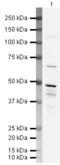 Muscleblind Like Splicing Regulator 1 antibody, PA5-19739, Invitrogen Antibodies, Western Blot image 