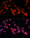 DNA damage-binding protein 1 antibody, 18-857, ProSci, Immunofluorescence image 