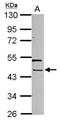 Phosphorylated adapter RNA export protein antibody, NBP2-19792, Novus Biologicals, Western Blot image 