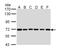 Baculoviral IAP Repeat Containing 3 antibody, LS-B4869, Lifespan Biosciences, Western Blot image 
