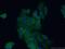 DnaJ Heat Shock Protein Family (Hsp40) Member A2 antibody, 12236-1-AP, Proteintech Group, Immunofluorescence image 