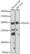 Dual Oxidase 1 antibody, 23-672, ProSci, Western Blot image 