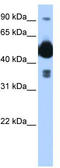 FIC Domain Containing antibody, TA341882, Origene, Western Blot image 