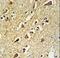 Ribosomal Protein L18a antibody, LS-C162702, Lifespan Biosciences, Immunohistochemistry frozen image 