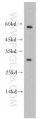 Oligoribonuclease, mitochondrial antibody, 15598-1-AP, Proteintech Group, Western Blot image 