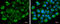 Albumin antibody, GTX102419, GeneTex, Immunofluorescence image 
