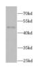 Basic Helix-Loop-Helix Family Member E40 antibody, FNab00888, FineTest, Western Blot image 