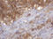 COP9 Signalosome Subunit 6 antibody, LS-C174502, Lifespan Biosciences, Immunohistochemistry frozen image 
