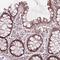 G Protein Pathway Suppressor 2 antibody, HPA067540, Atlas Antibodies, Immunohistochemistry frozen image 