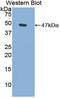 NPS-PLA2 antibody, LS-C295913, Lifespan Biosciences, Western Blot image 