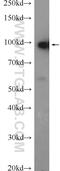 Cyclin And CBS Domain Divalent Metal Cation Transport Mediator 4 antibody, 14066-1-AP, Proteintech Group, Western Blot image 