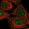 Nei Like DNA Glycosylase 3 antibody, HPA065761, Atlas Antibodies, Immunofluorescence image 