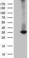 RWD Domain Containing 3 antibody, TA811754, Origene, Western Blot image 