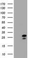 Zinc Finger AN1-Type Containing 5 antibody, NBP2-45422, Novus Biologicals, Western Blot image 