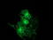 Protein Kinase C Epsilon antibody, TA502367, Origene, Immunofluorescence image 