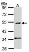 Decaprenyl Diphosphate Synthase Subunit 2 antibody, orb69857, Biorbyt, Western Blot image 