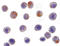 CRAF1 antibody, LS-B1428, Lifespan Biosciences, Immunocytochemistry image 