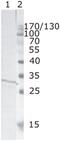 Protein Nef antibody, MA1-71500, Invitrogen Antibodies, Western Blot image 