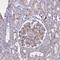 Coronin 2A antibody, HPA041302, Atlas Antibodies, Immunohistochemistry frozen image 