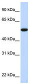 Chromosome 9 Open Reading Frame 43 antibody, TA330927, Origene, Western Blot image 