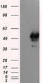ShcA antibody, CF501075, Origene, Western Blot image 