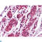 EPH Receptor A7 antibody, LS-C812455, Lifespan Biosciences, Western Blot image 