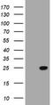 Ras Homolog Family Member J antibody, TA505595, Origene, Western Blot image 