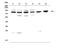 RNA polymerase II-associated factor 1 homolog antibody, A01640-1, Boster Biological Technology, Western Blot image 