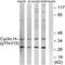 Cyclin H antibody, TA313184, Origene, Western Blot image 