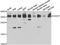 O-Sialoglycoprotein Endopeptidase antibody, LS-C349169, Lifespan Biosciences, Western Blot image 