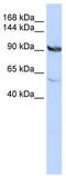 MTHFD1 antibody, TA339293, Origene, Western Blot image 