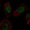 E2F Transcription Factor 7 antibody, HPA064866, Atlas Antibodies, Immunofluorescence image 