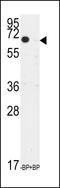 KLF10 antibody, 63-180, ProSci, Western Blot image 