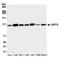 Ubiquitin carboxyl-terminal hydrolase 15 antibody, A300-923A, Bethyl Labs, Western Blot image 