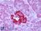 Free fatty acid receptor 1 antibody, LS-A1599, Lifespan Biosciences, Immunohistochemistry paraffin image 