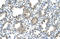 Thiosulfate Sulfurtransferase antibody, orb324984, Biorbyt, Immunohistochemistry paraffin image 