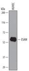 Endothelial Cell Adhesion Molecule antibody, AF2688, R&D Systems, Western Blot image 