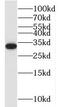 Oligodendrocyte Transcription Factor 2 antibody, FNab05987, FineTest, Western Blot image 