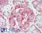 Secretogranin-3 antibody, LS-B11975, Lifespan Biosciences, Immunohistochemistry paraffin image 
